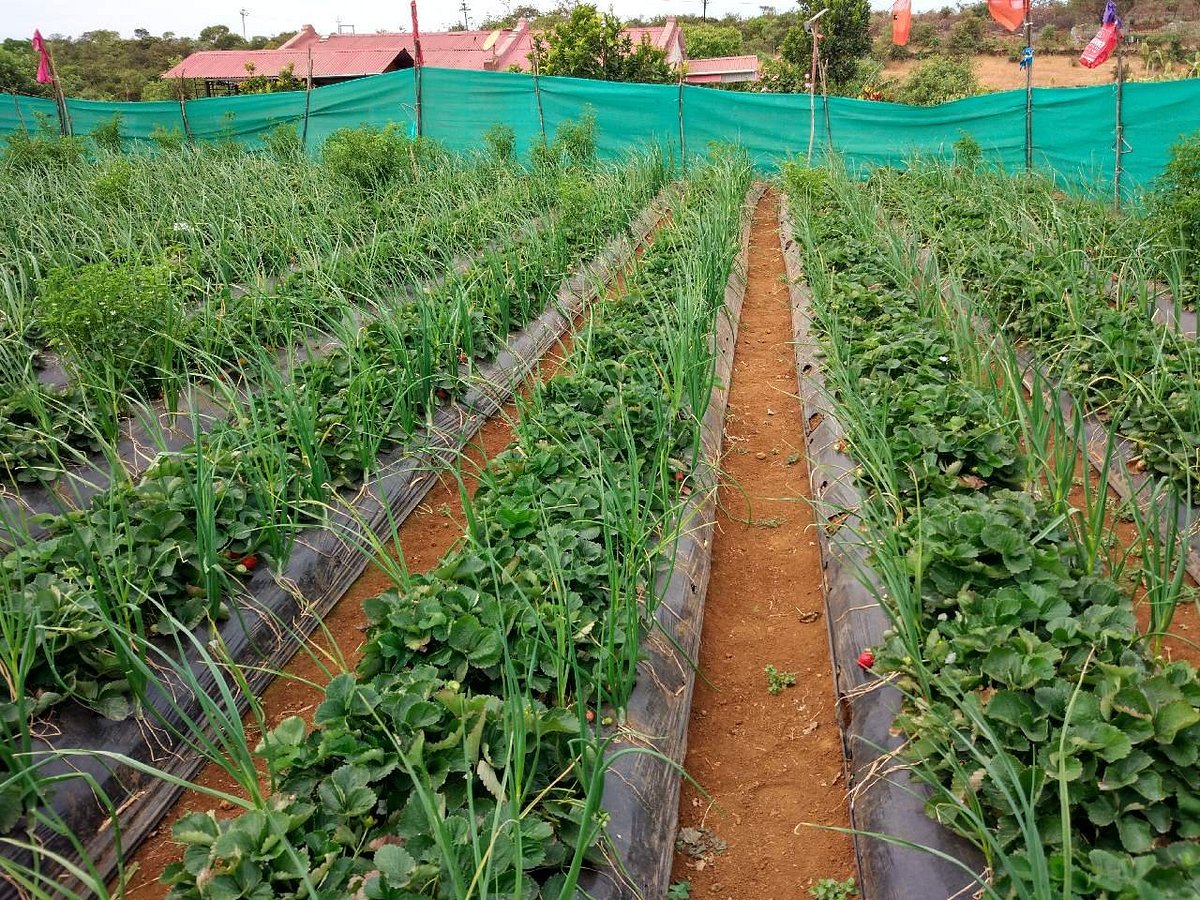 farms